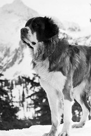 Movies directed by Buck