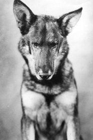 Movies directed by Rin-Tin-Tin