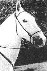 Movies directed by Silver King the Horse